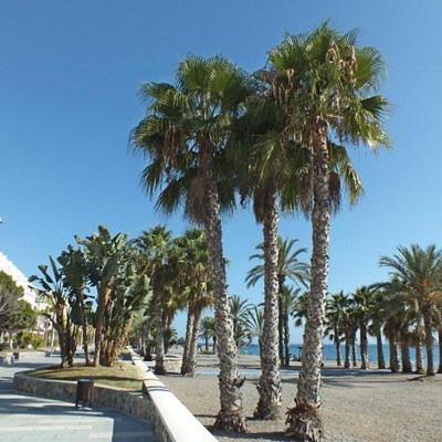 Sunshine Apartment At Tropical Coast Of Granada Almuñécar Exterior foto